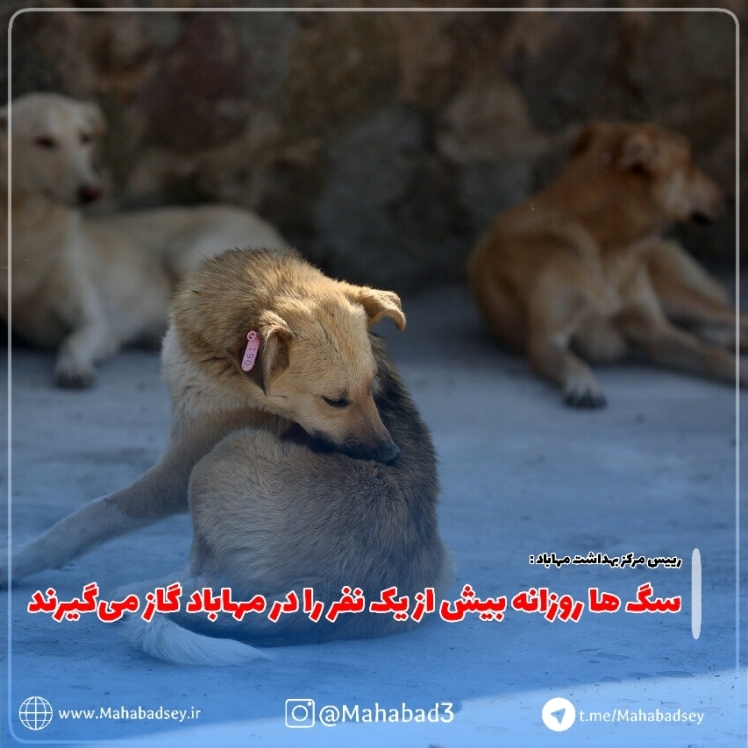 سگ ها روزانه بیش از یک نفر را در مهاباد گاز می‌گیرند 