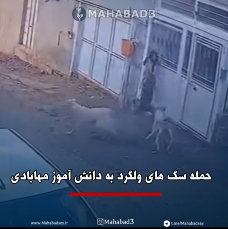 حمله سگ های ولگرد به دانش آموز مهابادی