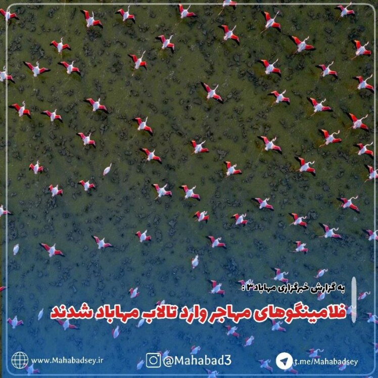 فلامینگوهای مهاجر وارد تالاب مهاباد شدند