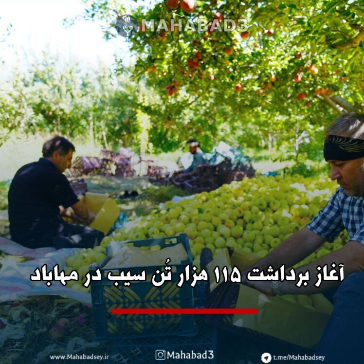 آغاز برداشت ۱۱۵ هزار تُن سیب در مهاباد